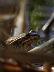 Frosch