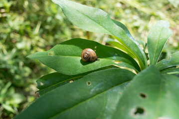 Garden snail sitting on green leaf plant side view