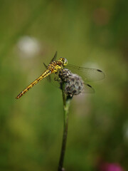Libelle