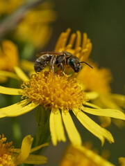 Wildbiene