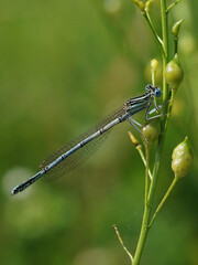 Kleinlibelle