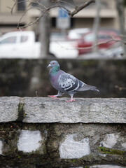 Taube auf Mauer