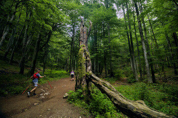 Hikers walk along a forest path with a prominent mossy fallen tree. © Miro