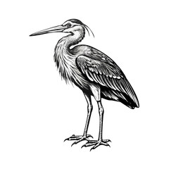 great blue heron ardea cinerea