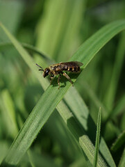 Wildbiene