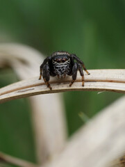 Springspinne