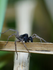 Spinne