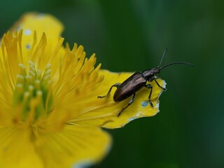 Käfer