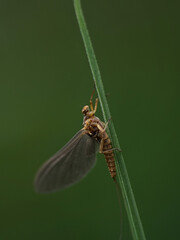 Eintagsfliege 