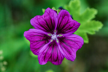 A Vibrant Purple Flower Nestled in Natures Embrace Amidst the Beauty of the Outdoors