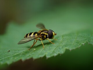 Schwebefliege