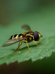 Schwebefliege