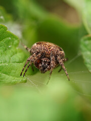 Kreuzspinne 