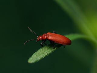 Feuerkäfer