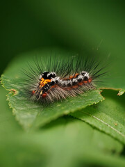 Raupe