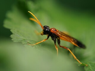 Schlupfwespe
