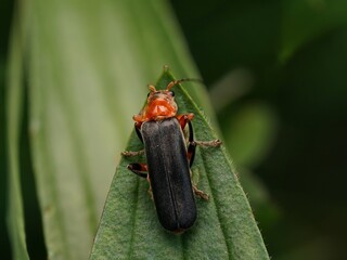 Weichkäfer 