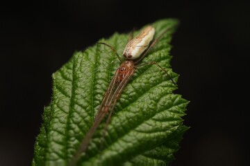 Streckspinne