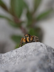 V-Fleck-Springspinne