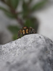 V-Fleck-Springspinne 