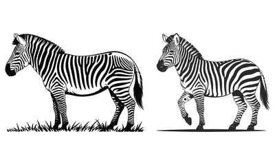 zebra vector illustration ©  TOWHIDUL ISLAM