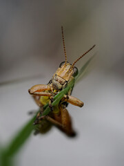 Heuschrecke 