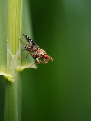 Fliege