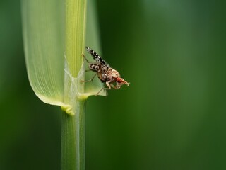 Fliege