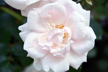 Pink and white rose