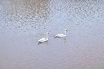 Swans are at Tam Bac River, Hai Phong city, Vietnam 