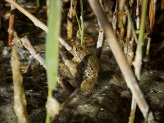 Wasserfrosch