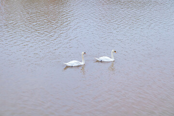 Swans are at Tam Bac River, Hai Phong city, Vietnam