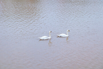 Swans are at Tam Bac River, Hai Phong city, Vietnam