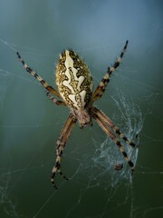 Spinne
