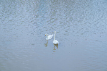 Swans are at Tam Bac River, Hai Phong city, Vietnam