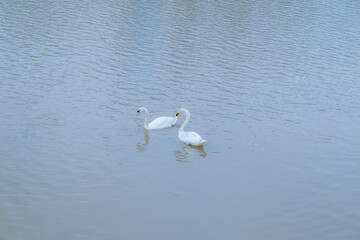 Swans are at Tam Bac River, Hai Phong city, Vietnam