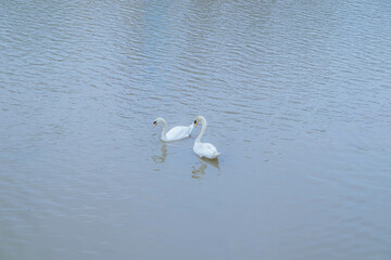 Swans are at Tam Bac River, Hai Phong city, Vietnam