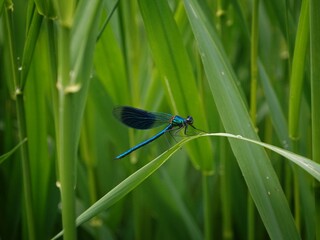 Libelle