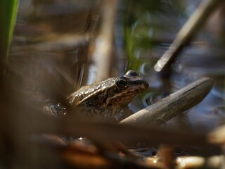 Wasserfrosch