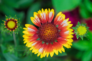 A Vibrant Flower Blooms Beautifully in Radiant and EyeCatching Colors of Various Hues
