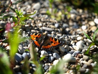 Kleiner Fuchs, Schmetterling