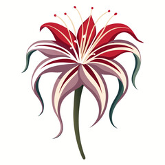 Spider lily flower vector illustration, 