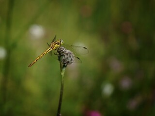 Libelle