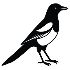 Magpie bird single vector shilhouette 