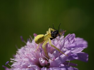 Krabbenspinne