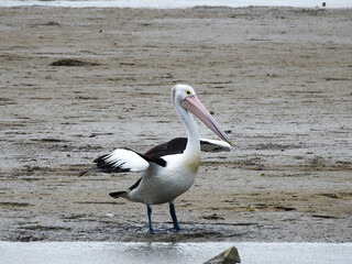 Australian Pelican Stretching Wings
