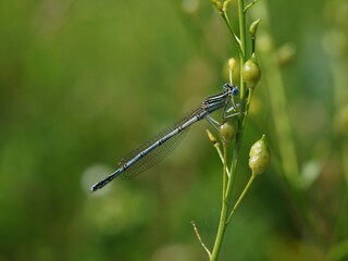 Libelle