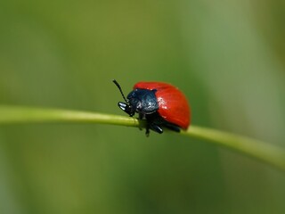 Käfer