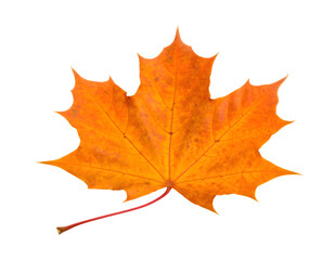 orange autumn leaf isolated on transparent background Generative Ai.

