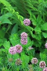 Closeup of Caucasian Crosswort flowers, Kent England
